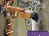 IMG_0008_copy.jpeg